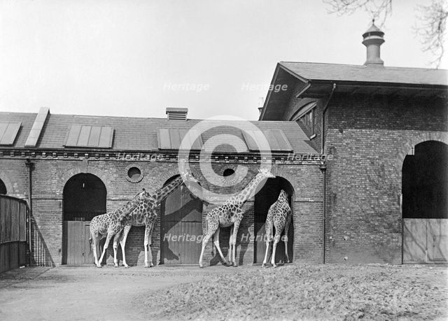 Giraffe House, Zoological Gardens, Regent's Park, London, 1912. Artist: Rupert Potter.