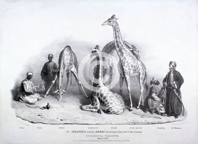 Giraffes at the Zoological Gardens, Regent's Park, Marylebone, London, 1836. Artist: George Scharf