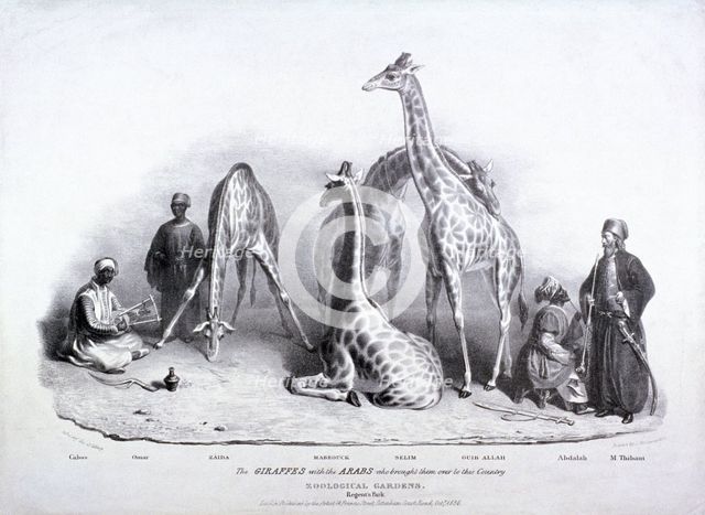 Giraffes at the Zoological Gardens, Regent's Park, Marylebone, London, 1836. Artist: George Scharf