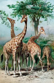 Giraffes browsing, c1885
