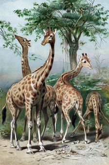 Giraffes browsing, c1885