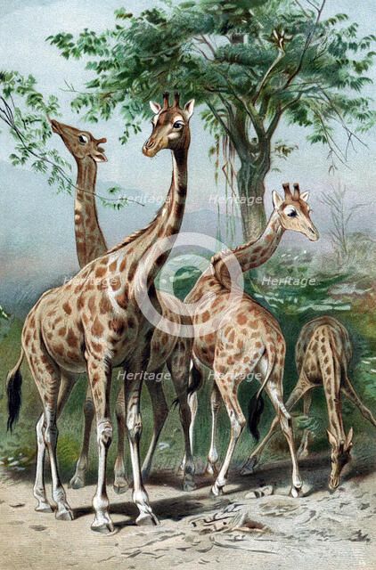 Giraffes browsing, c1885. Artist: Unknown