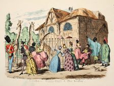 Giraffes - Granny Dears and Other Novelties, 1886