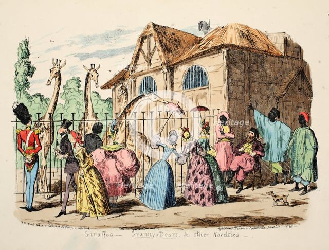 Giraffes - Granny Dears and Other Novelties, 1886. 