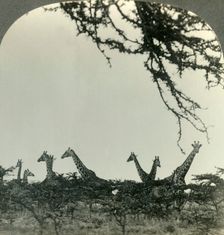 Giraffes in the Kruger National Park, Transvaal, the Game Sanctuary of South Africa c1930s. Creator: Unknown
