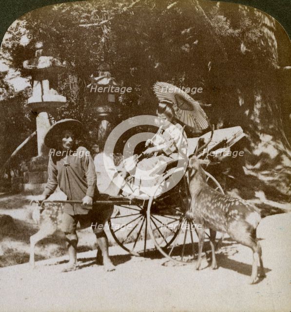 Girl feeding sacred deer on her way to prayers, grounds of Kasuga Temple, Nara, Japan, 1904. Artist: Underwood & Underwood