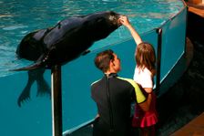 Girl petting a sea lion Loro Parque, Tenerife, Canary Islands, 2007