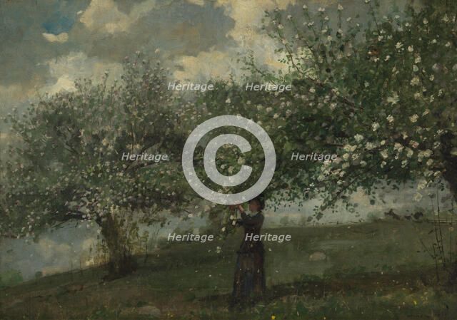 Girl Picking Apple Blossoms, 1879. Creator: Winslow Homer.