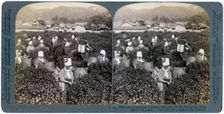 Girls picking tea on the famous plantation at Uji, Japan, 1904. Artist: Underwood & Underwood