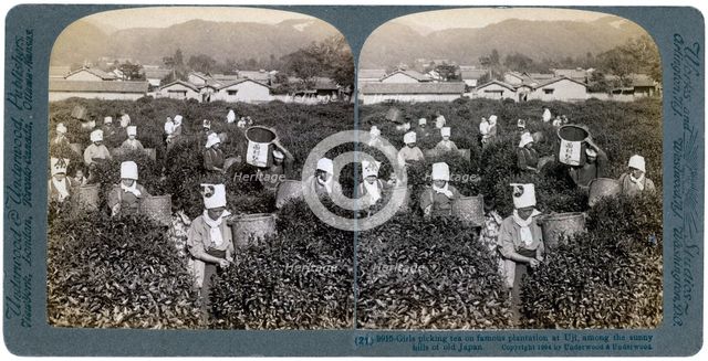 Girls picking tea on the famous plantation at Uji, Japan, 1904. Artist: Underwood & Underwood