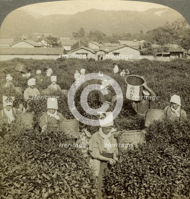 Girls picking tea, Uji, Japan.Artist: Underwood & Underwood