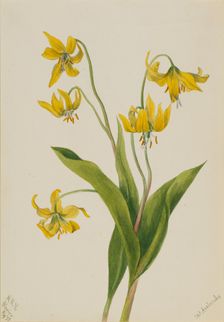Glacierlily (Erythronium grandiflorum), 1899. Creator: Mary Vaux Walcott
