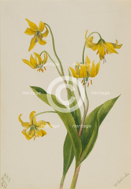 Glacierlily (Erythronium grandiflorum), 1899. Creator: Mary Vaux Walcott.