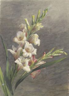 Gladiolus, 1836-1895. Creator: Gerardina Jacoba van de Sande Bakhuyzen