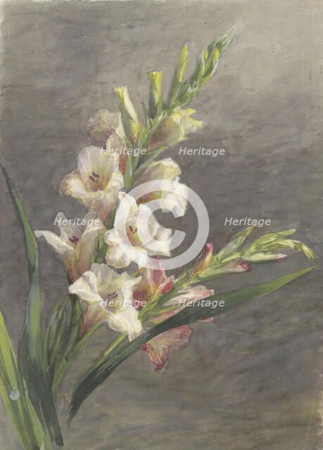 Gladiolus, 1836-1895. Creator: Gerardina Jacoba van de Sande Bakhuyzen.
