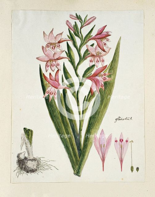 Gladiolus carneus D. Delarochev (Painted lady), 1777-1786. Creator: Robert Jacob Gordon.