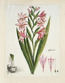 Gladiolus carneus D. Delarochev (Painted lady), 1777-1786. Creator: Robert Jacob Gordon