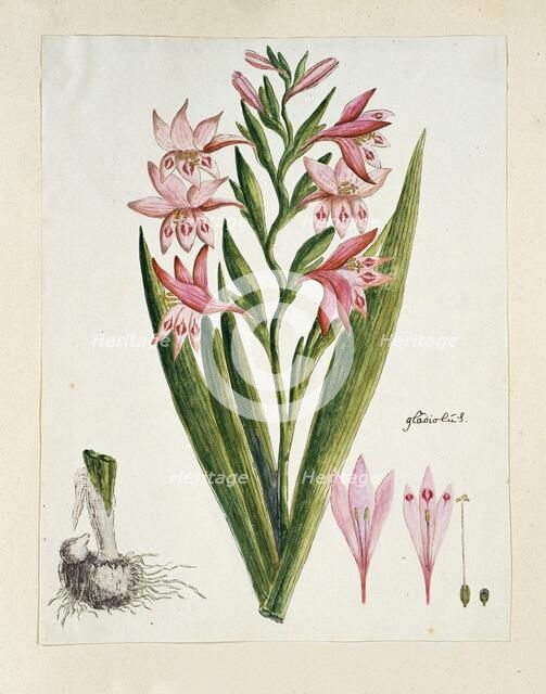 Gladiolus carneus D. Delarochev (Painted lady), 1777-1786. Creator: Robert Jacob Gordon.