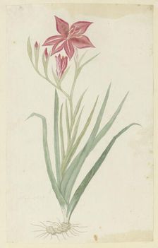 Gladiolus cardinalis curtis., 1777-1786. Creator: Robert Jacob Gordon