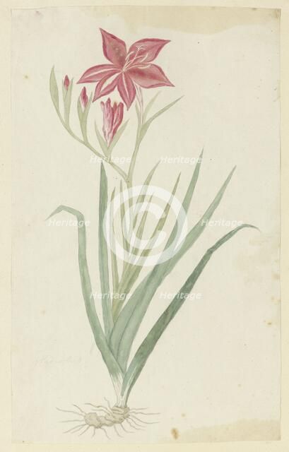 Gladiolus cardinalis curtis., 1777-1786. Creator: Robert Jacob Gordon.