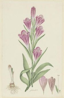 Gladiolus caryhyllaceus (Burm, f.) Poir., 1777-1786. Creator: Robert Jacob Gordon