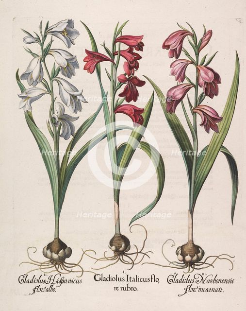 Gladiolus italicus flore rubro, 1613. Creator: Besler, Basilius (1561-1629).