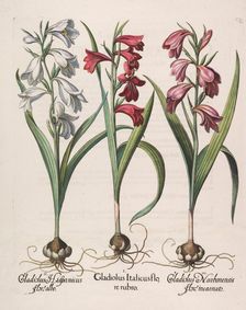 Gladiolus italicus flore rubro, 1613. Creator: Besler, Basilius (1561-1629)