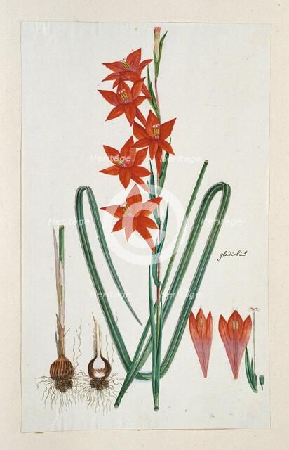Gladiolus watsonius Thunb. (Watsonia Hysterantha), 1777-1786. Creator: Robert Jacob Gordon.