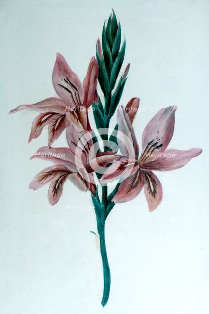'Glaieul' (Gladioli), 19th century.  Artist: George Sand