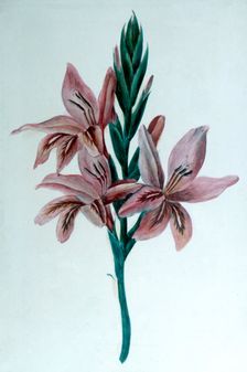 Glaieul (Gladioli), 19th century. Artist: George Sand