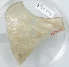 Glass Fragment, Coptic, 4th century. Creator: Unknown