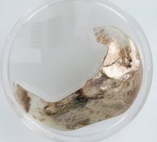 Glass Fragment, Coptic, 4th century. Creator: Unknown