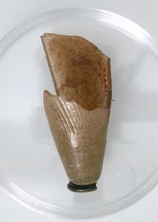 Glass Fragment, Coptic, 4th-early 5th century. Creator: Unknown