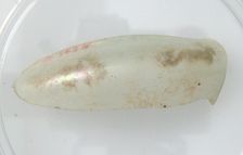 Glass Fragment, Coptic, 4th-early 5th century. Creator: Unknown