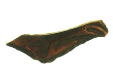 Glass Fragment, French, 12th-14th century. Creator: Unknown