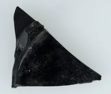 Glass Fragment from a Vessel, Coptic, 4th-early 5th century. Creator: Unknown