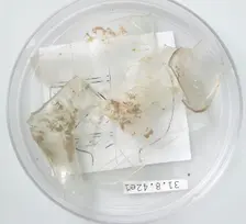Glass Fragments, Coptic, 4th century. Creator: Unknown
