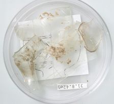 Glass Fragments, Coptic, 4th century. Creator: Unknown