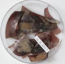 Glass Fragments, Coptic, 4th century. Creator: Unknown