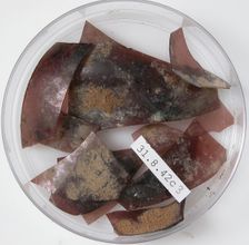 Glass Fragments, Coptic, 4th century. Creator: Unknown