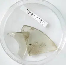 Glass Fragments, Coptic, 4th century. Creator: Unknown