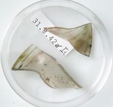 Glass Fragments, Coptic, 4th century. Creator: Unknown