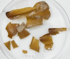 Glass Fragments, Coptic, 4th century. Creator: Unknown