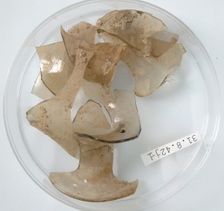 Glass Fragments, Coptic, 4th century. Creator: Unknown