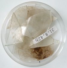 Glass Fragments, Coptic, 4th century. Creator: Unknown