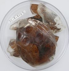 Glass Fragments, Coptic, 4th century. Creator: Unknown