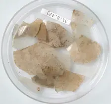 Glass Fragments, Coptic, 4th century. Creator: Unknown
