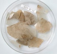 Glass Fragments, Coptic, 4th century. Creator: Unknown