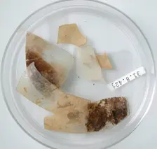 Glass Fragments, Coptic, 4th century. Creator: Unknown