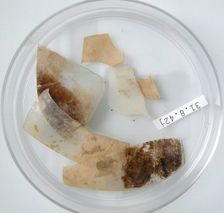 Glass Fragments, Coptic, 4th century. Creator: Unknown